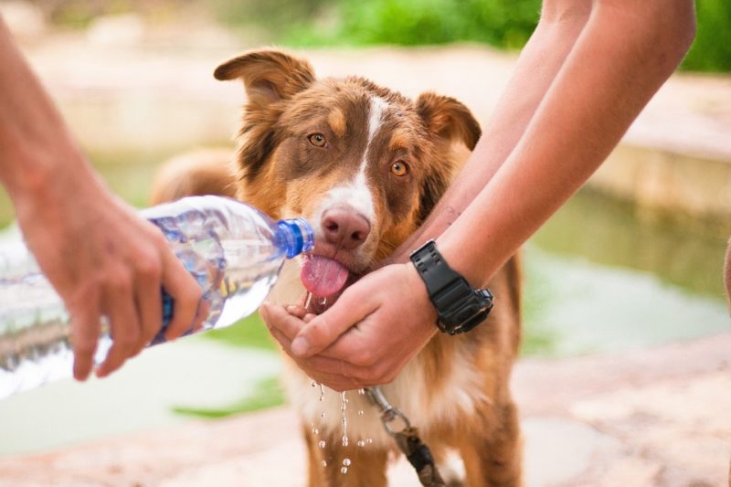犬や猫の非常時の飲み水